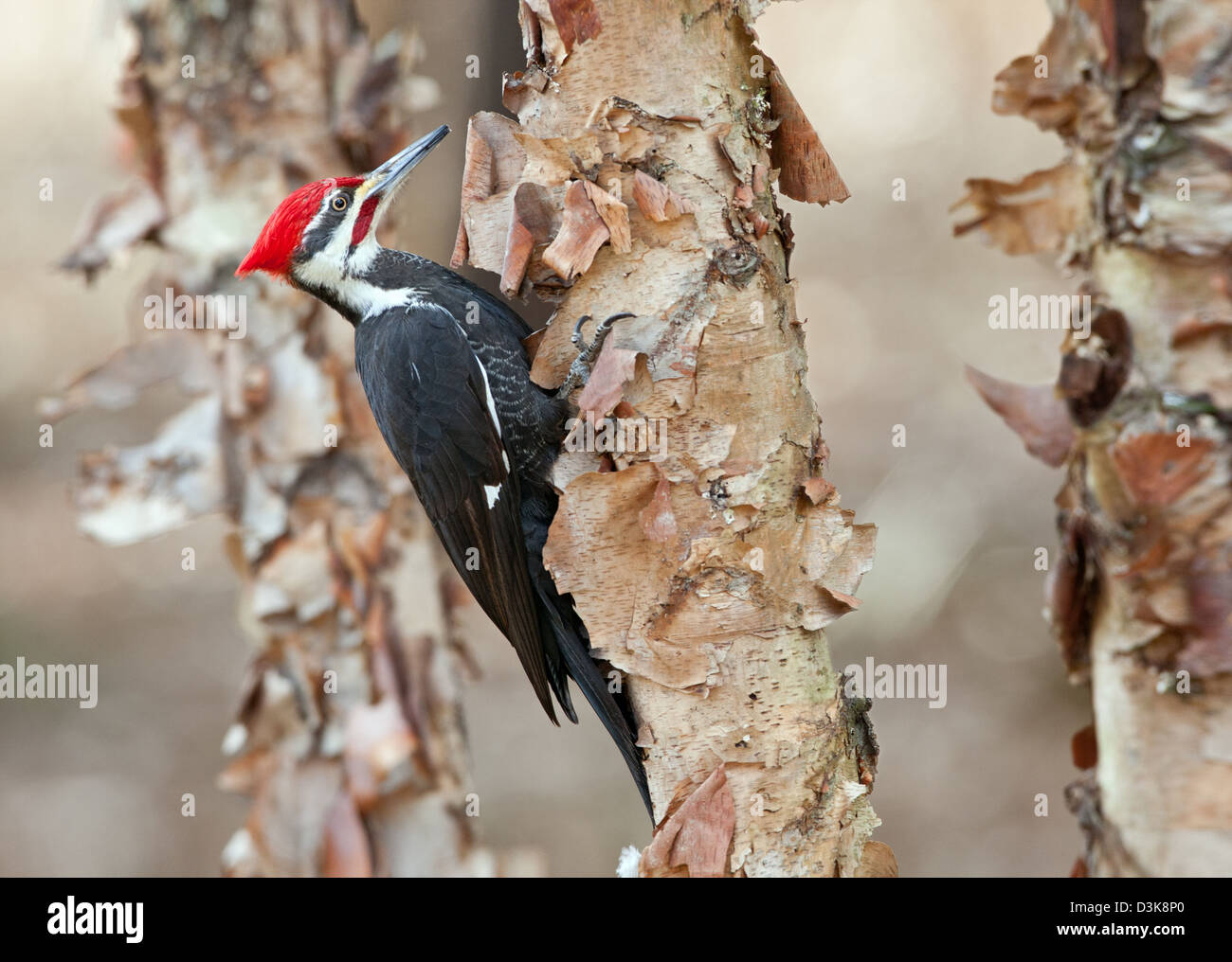 Pileated Woodpecker on Birch Tree bird birds woodpeckers Ornithology Science Nature Wildlife Environment Stock Photo