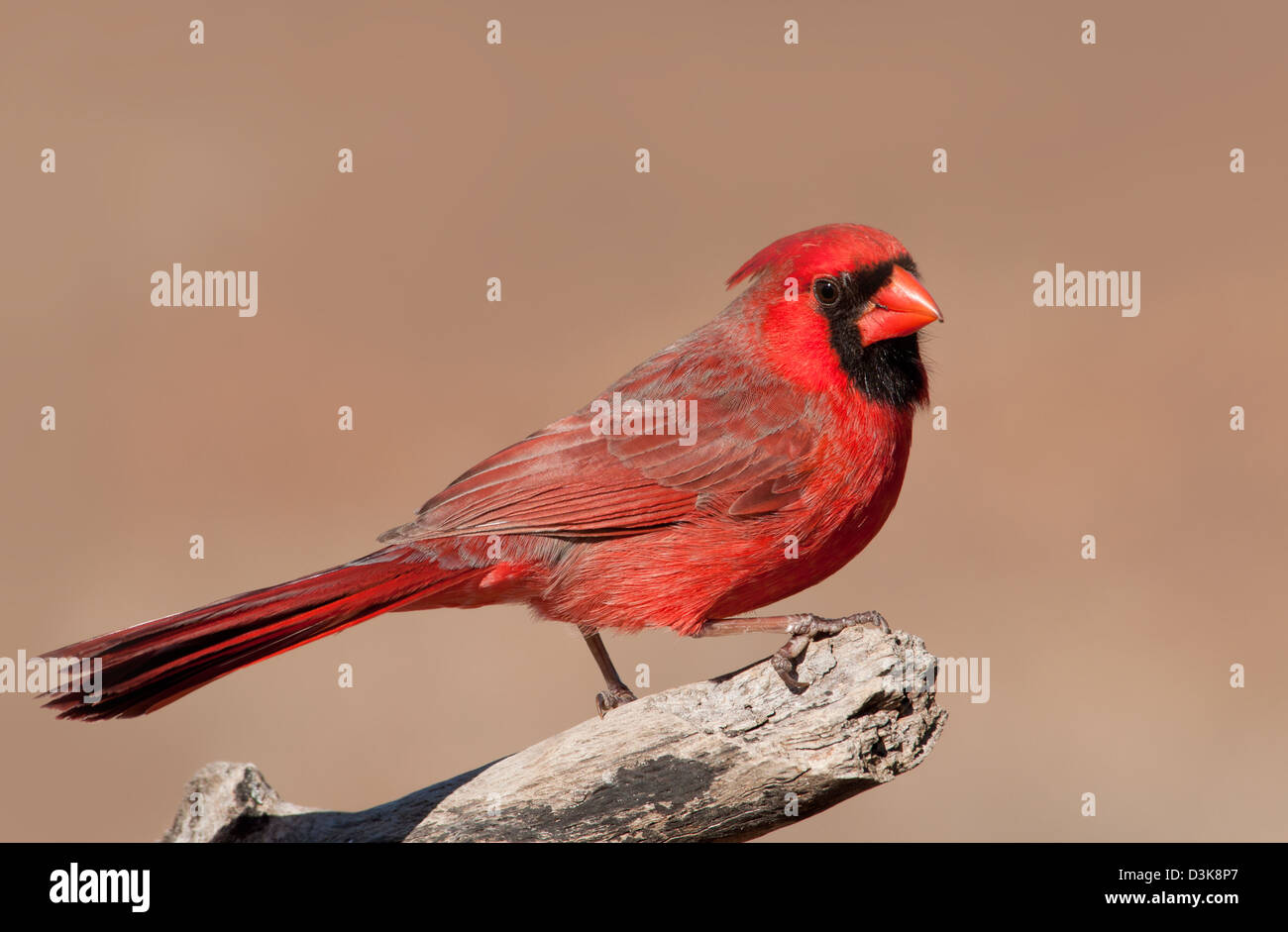 Handsome bright red Northern Cardinal male perched on a limb, against muted winter background Stock Photo