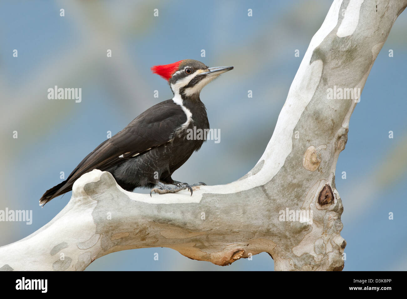 Female Pileated Woodpecker on Sycamore Tree bird birds woodpeckers Ornithology Science Nature Wildlife Environment Stock Photo