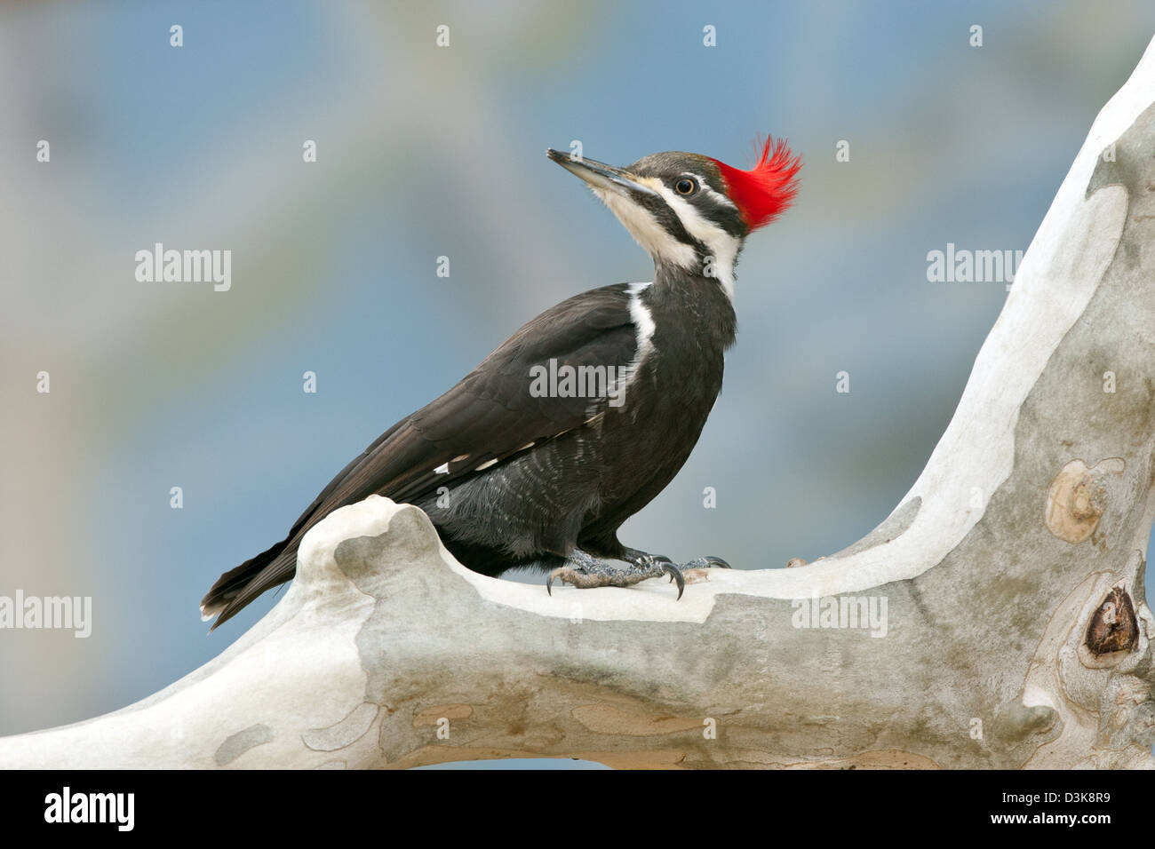 Female Pileated Woodpecker on Sycamore Tree bird birds woodpeckers Ornithology Science Nature Wildlife Environment Stock Photo