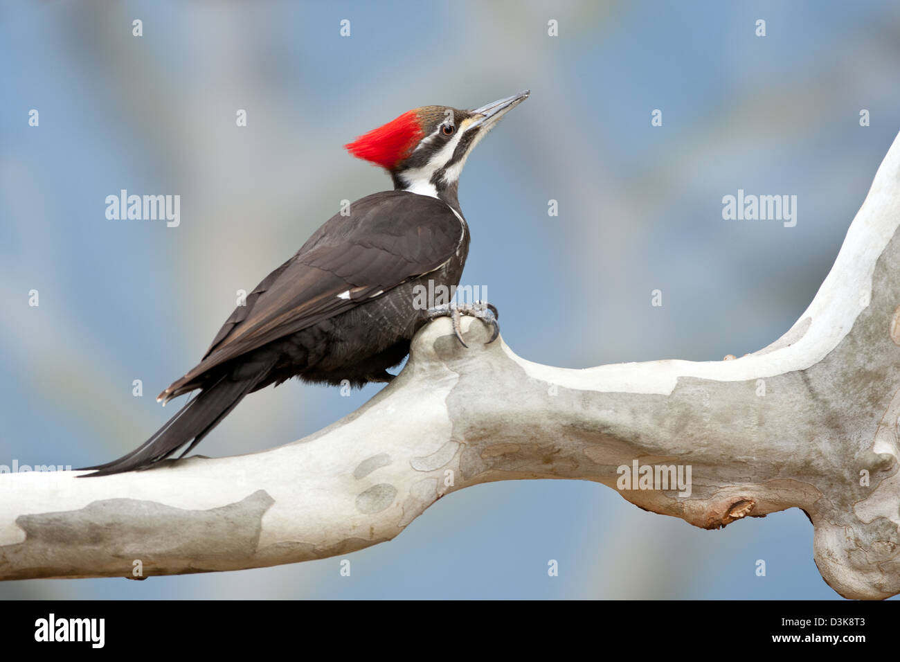 Female Pileated Woodpecker on Sycamore Tree bird birds woodpeckers Ornithology Science Nature Wildlife Environment Stock Photo