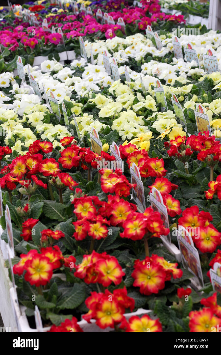 Primrose spring bedding plants for sale Stock Photo