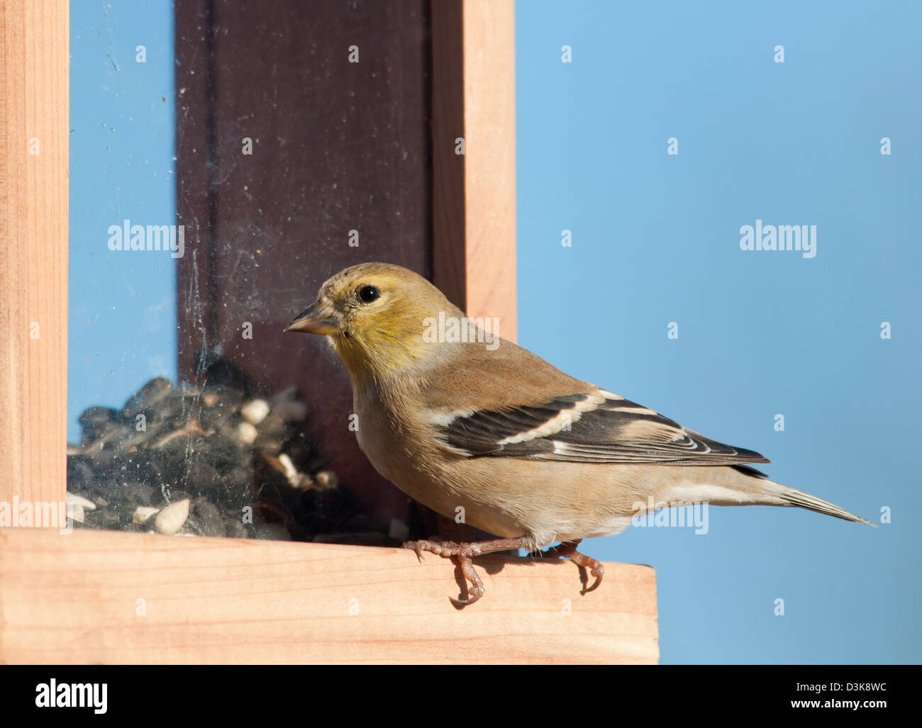 Beautiful American Goldfinch in his winter plumage at bird feeder Stock Photo