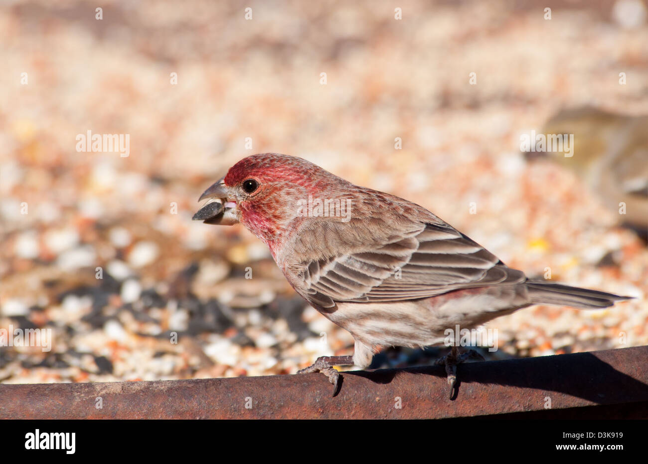 Male House Finch eating seeds at a feeding station in winter Stock Photo