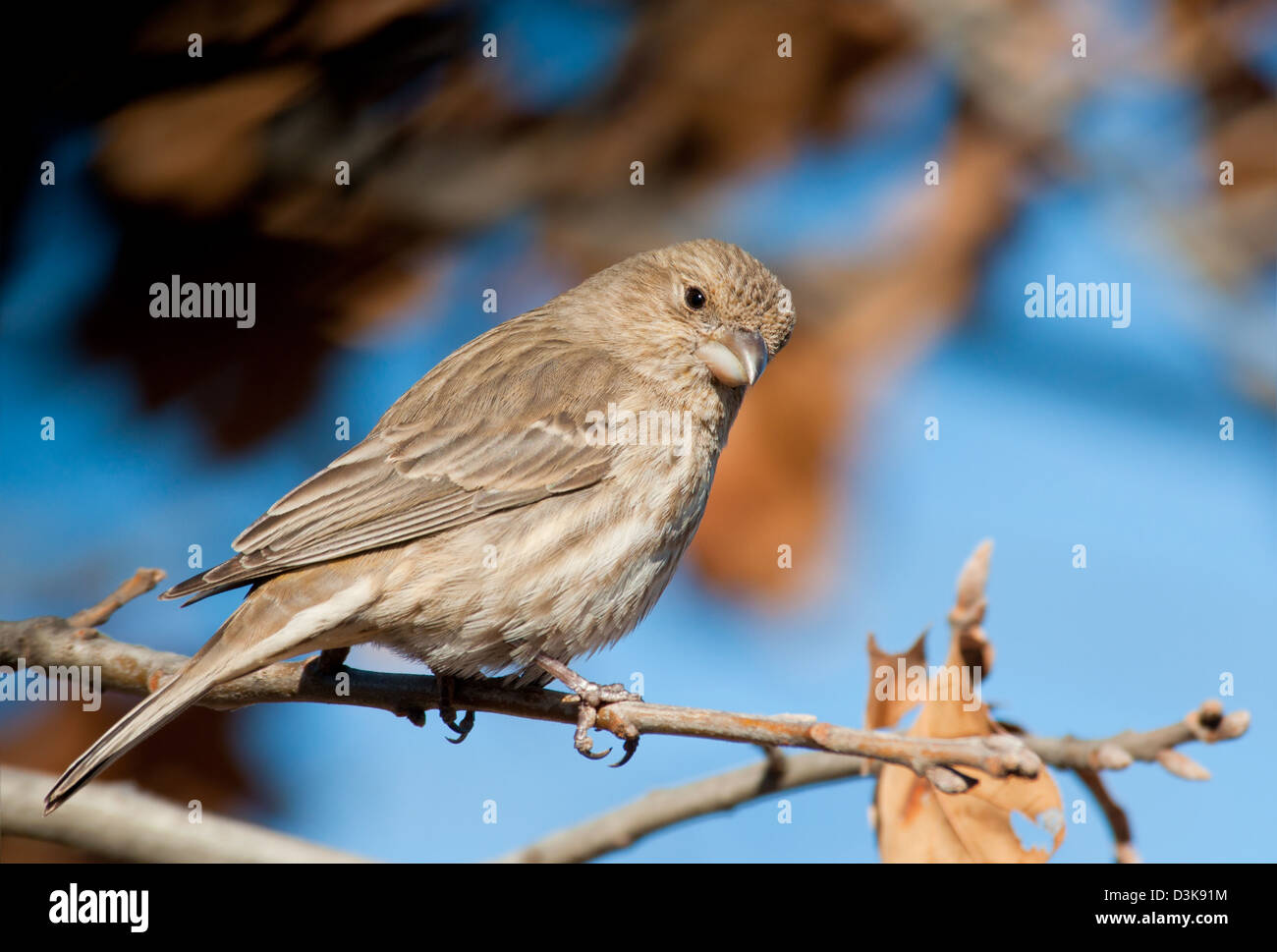 Female House Finch perched in an Oak tree in winter Stock Photo