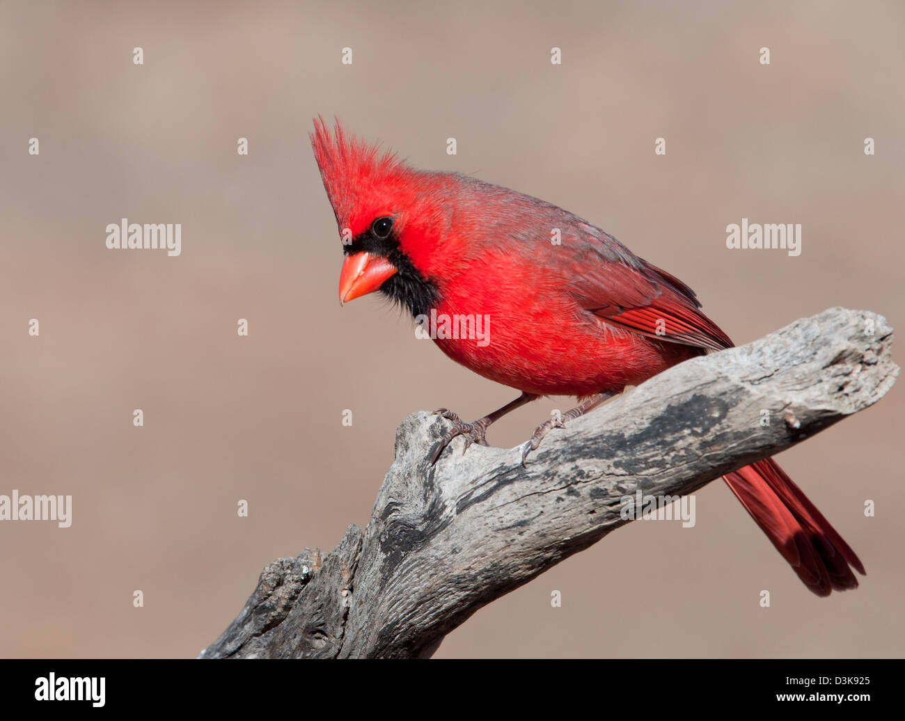 Beautiful Northern Cardinal male perched on a tree limb in winter sun Stock Photo