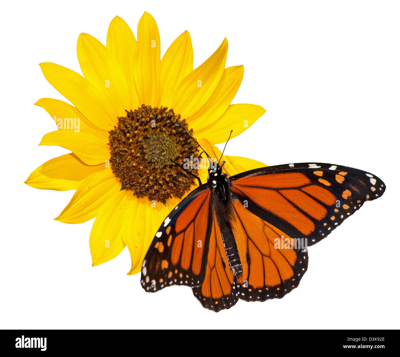 Monarch butterfly, Danaus plexippus, feeding on a wild Sunflower ...