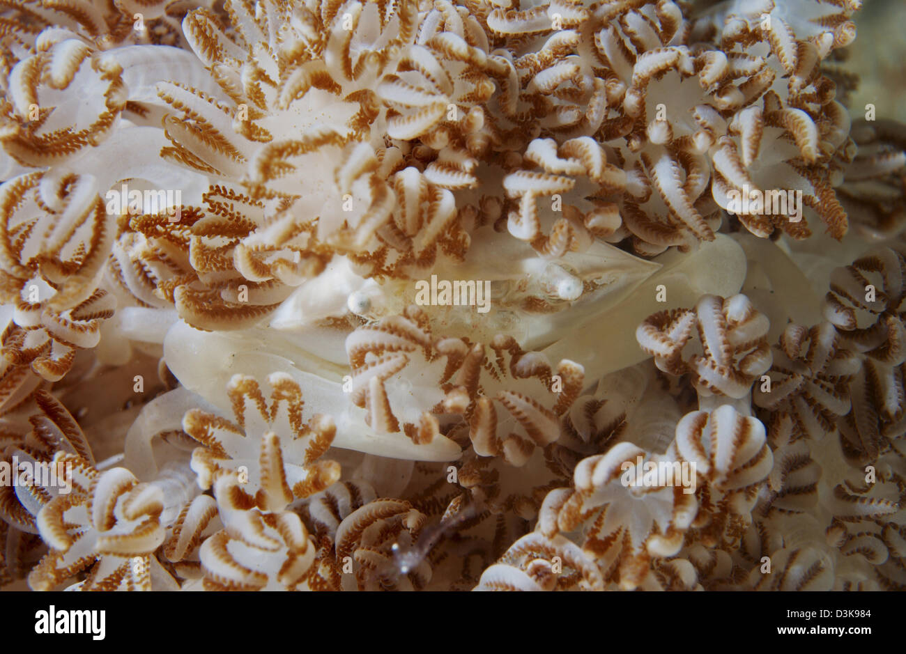 White porcelain crab in beige soft coral, Lembeh Strait, North Sulawesi, Indonesia. Stock Photo