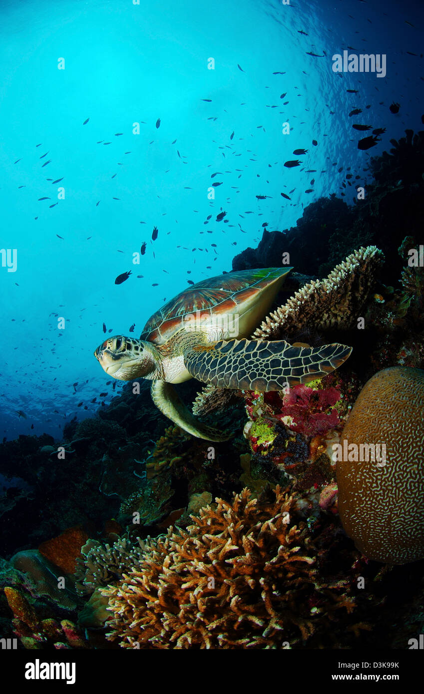 Green sea turtle (Chelonia mydas) resting on a plate coral, North Sulawesi, Indonesia. Stock Photo