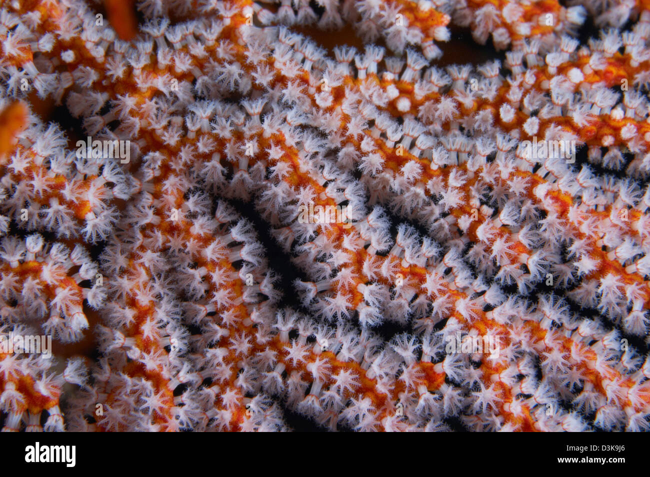Orange gorgonian sea fan with white polyps, Bali, Indonesia. Stock Photo