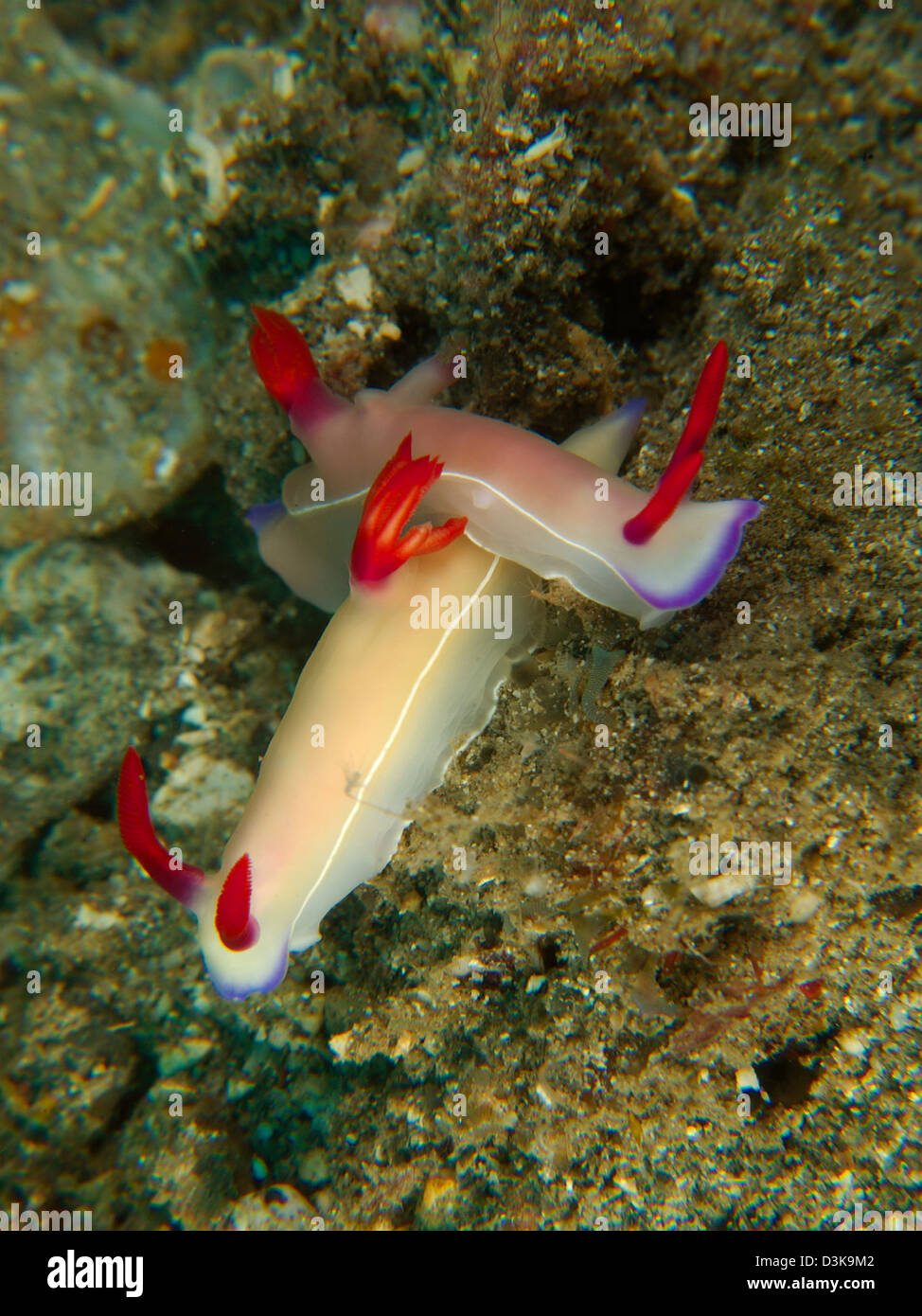 Pair of hypselodoris bullockii with bright red gills and rhinophores, Lembeh Strait, North Sulawesi, Indonesia. Stock Photo
