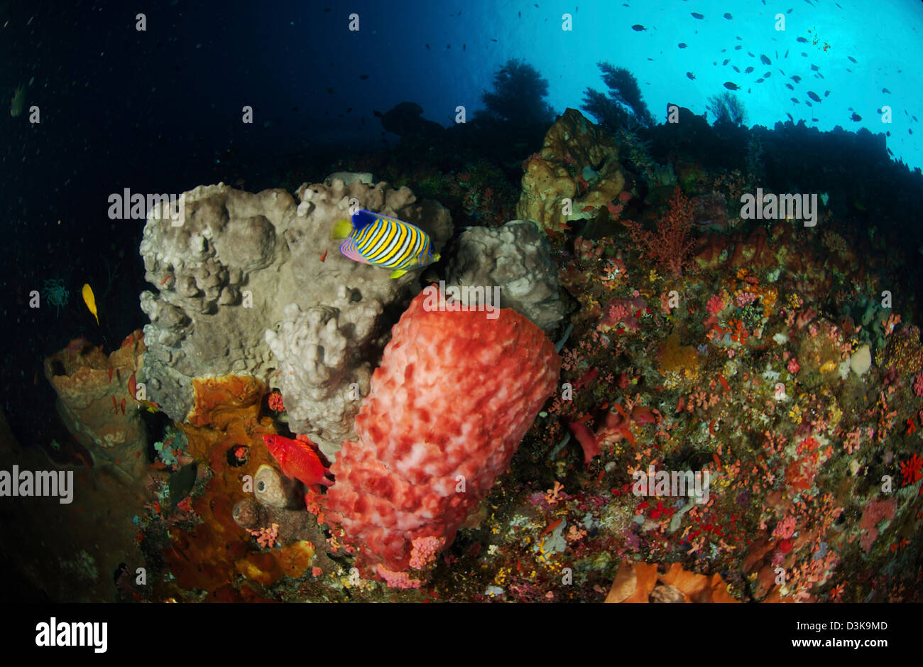 Colorful sea wall with regal angelfish (Pygoplites diacanthus) and grey and pink barrel sponges, North Sulawesi, Indonesia. Stock Photo