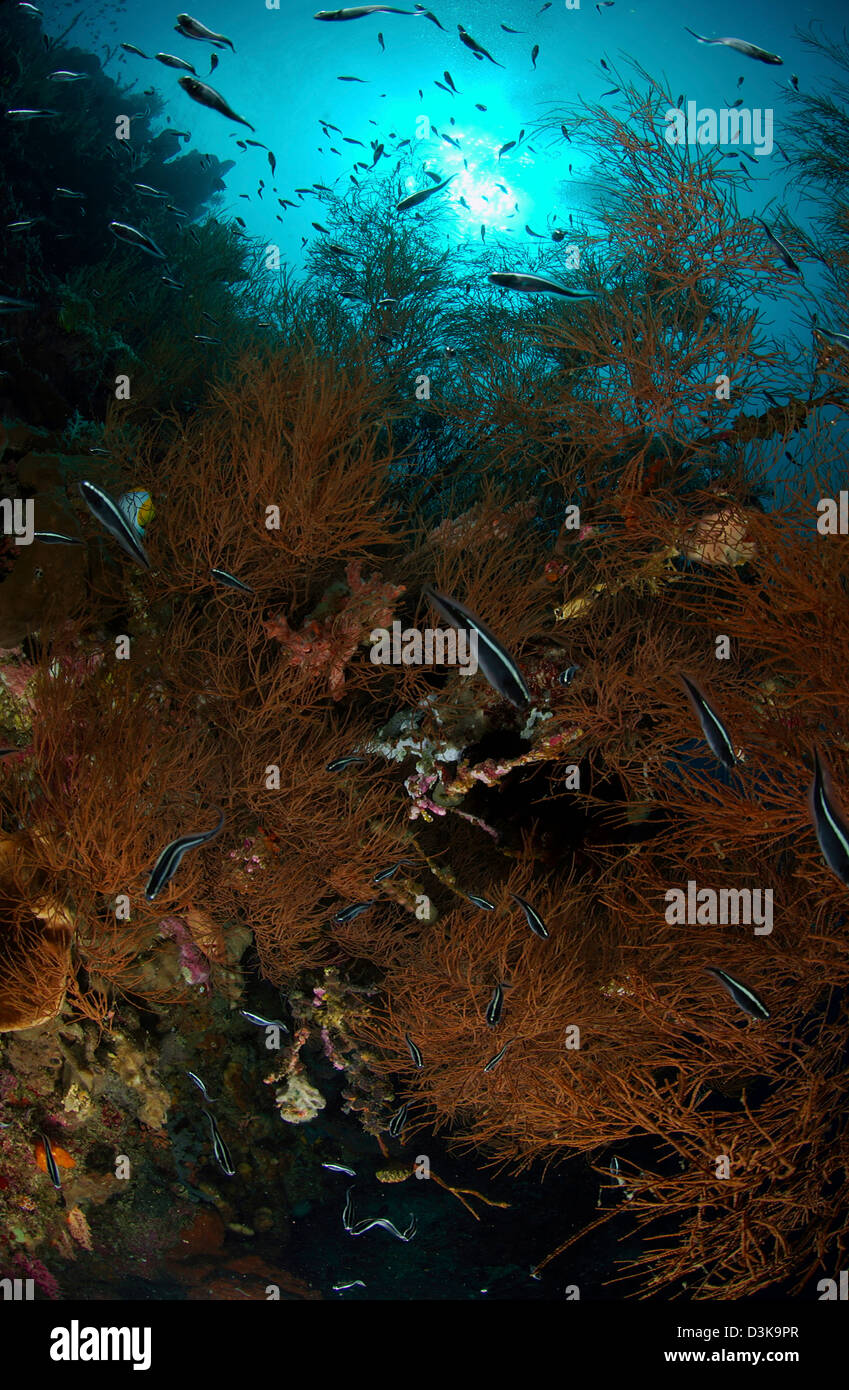School of black and white convict blenny in brown black coral bush, North Sulawesi, Indonesia. Stock Photo