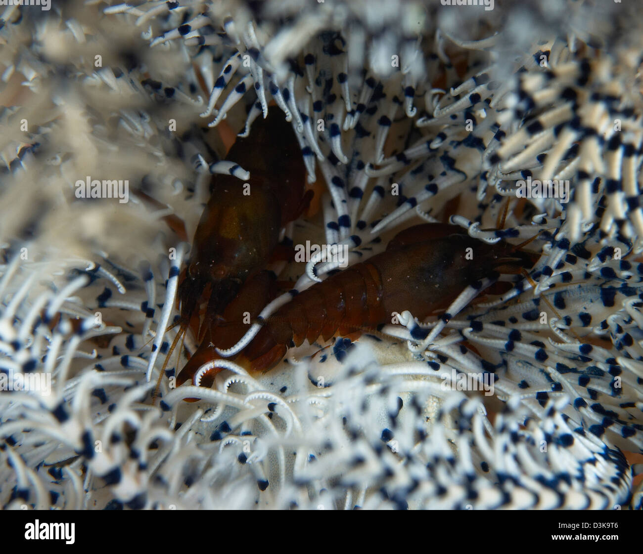 Pair of brown snapping shrimps on white and blue crinoid, Bali, Indonesia. Stock Photo