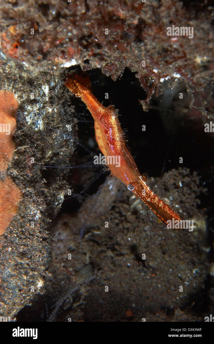 Orange donald duck shrimp (Leander plumosus), Bali, Indonesia. Stock Photo