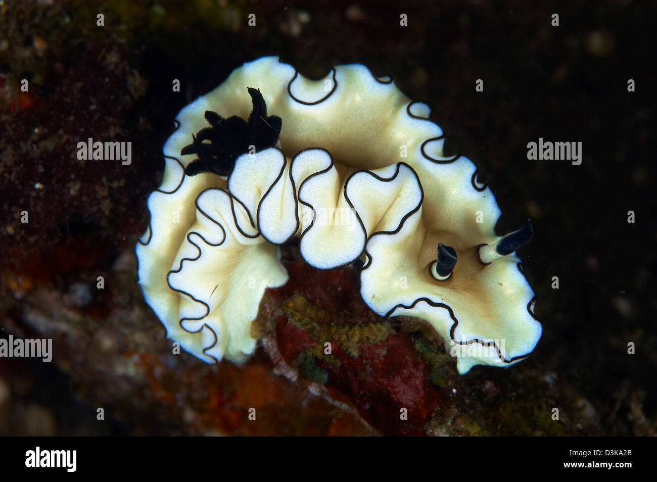 Yellow white and black Glossodoris atromarginata nudibranch sea slug, Bali, Indonesia. Stock Photo