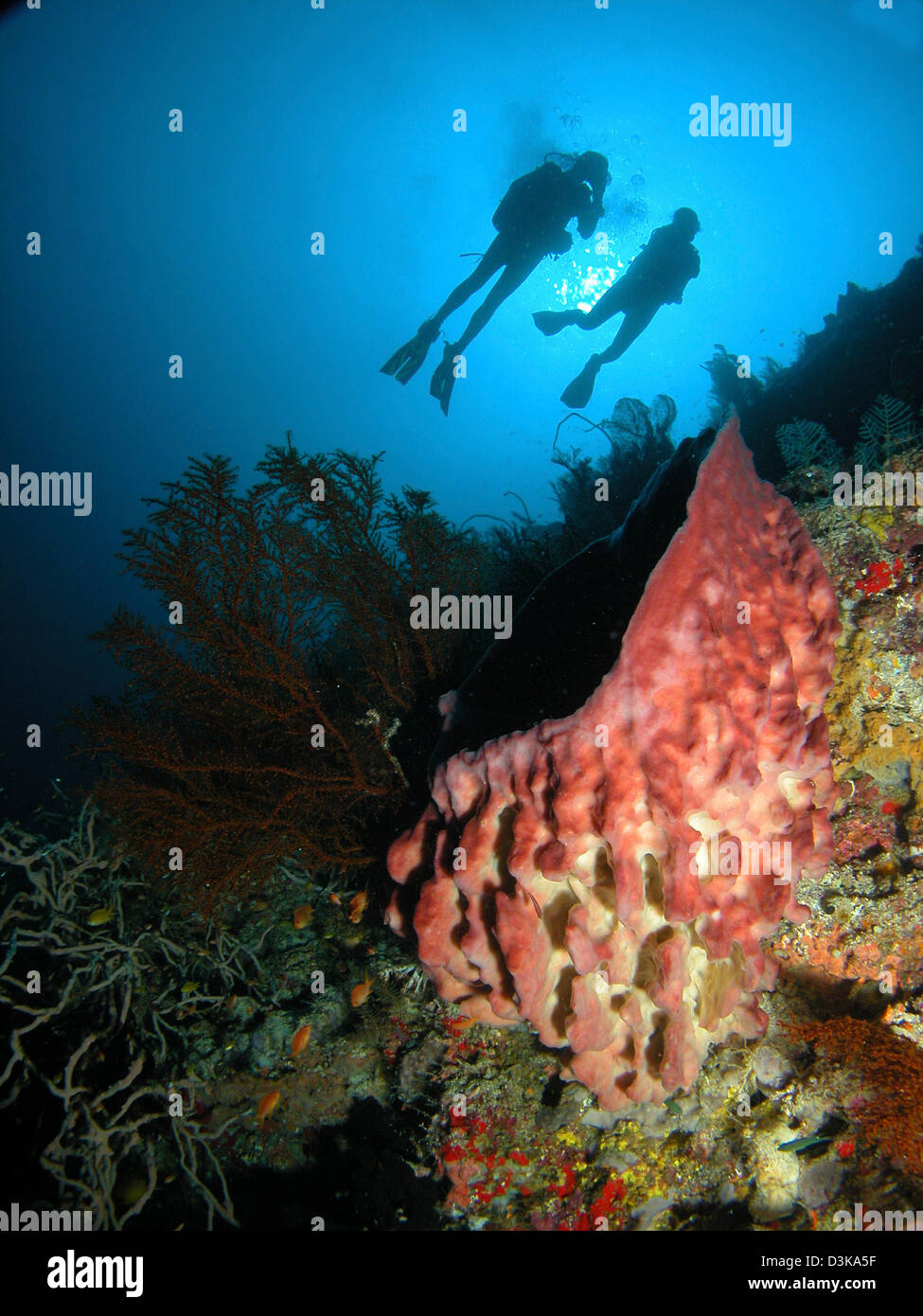 Divers hovering above a large pink barrel sponge, Indonesia. Stock Photo