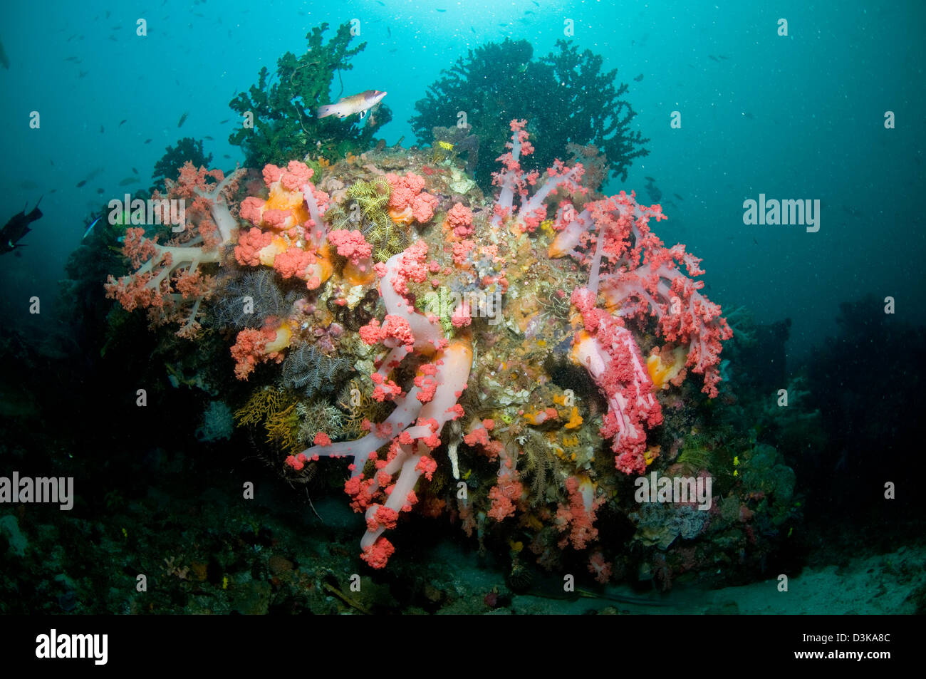 Colorful reef scene with massive pink and white soft coral, yellow crinoid, green coral, Komodo, Indonesia. Stock Photo