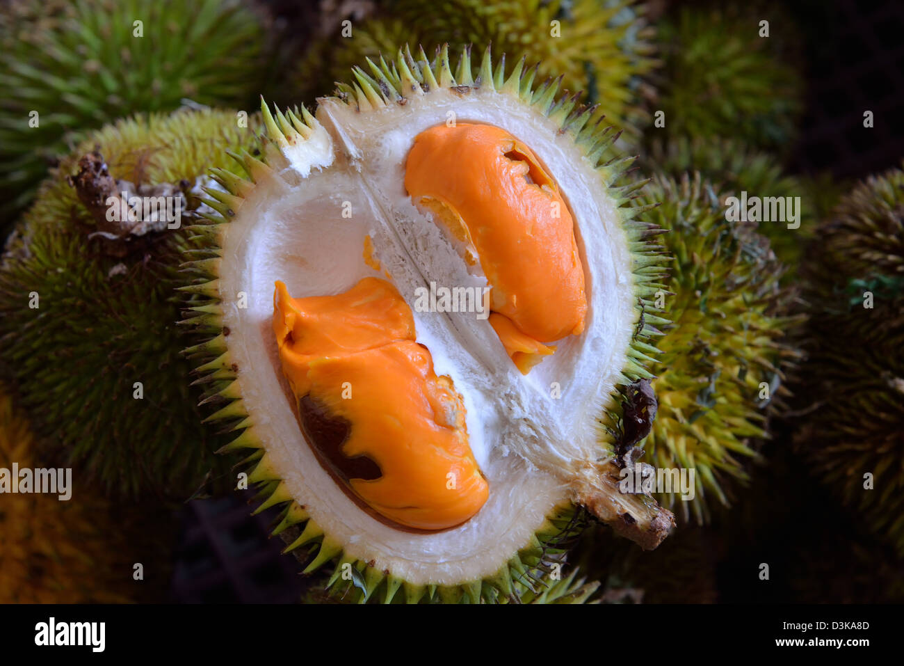 Download 810 Gambar Hantu Durian Terbaik Gratis