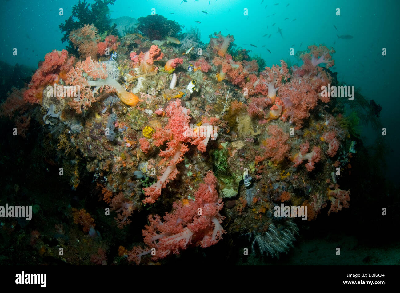 Colorful reef scene with massive pink and white soft coral, yellow crinoid, green coral, Komodo, Indonesia. Stock Photo