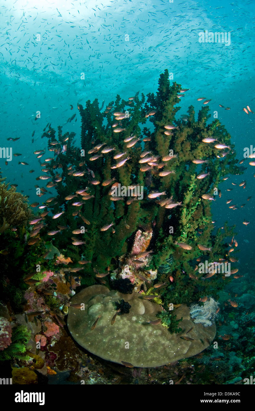 School of brown cardinal fish in front of large green hard coral, Komodo, Indonesia. Stock Photo