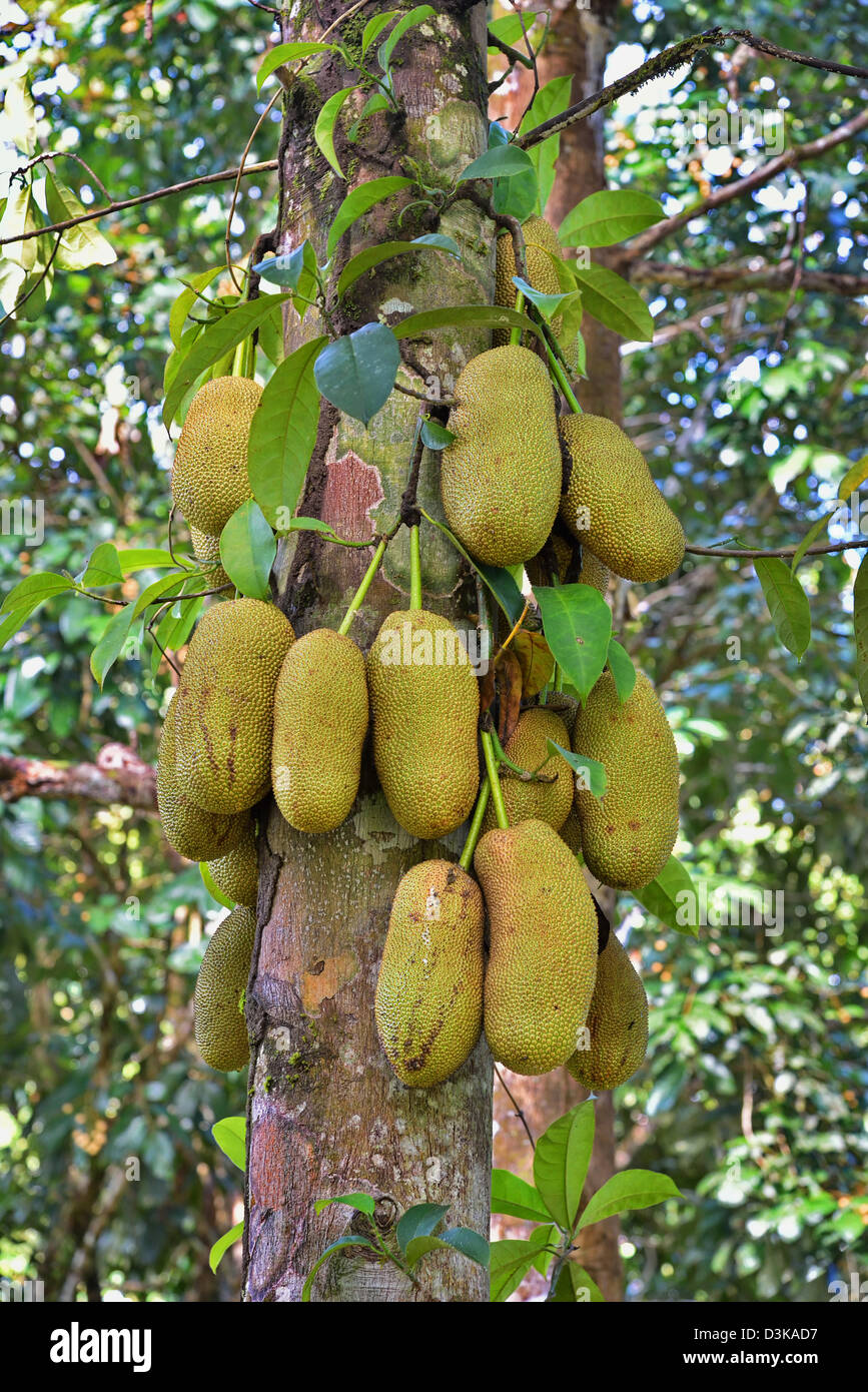 The Fruit Of Artocarpus Integer Commonly Known As Cempedak Pronounced Chem Pe Dak Ion The Tree Stock Photo Alamy