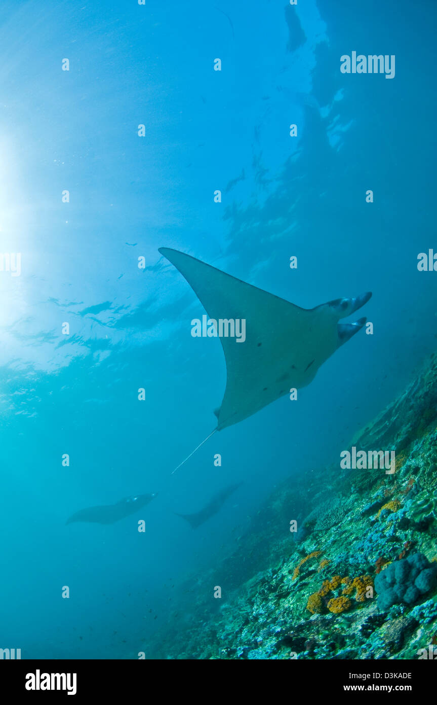 Group of manta rays hires stock photography and images Alamy