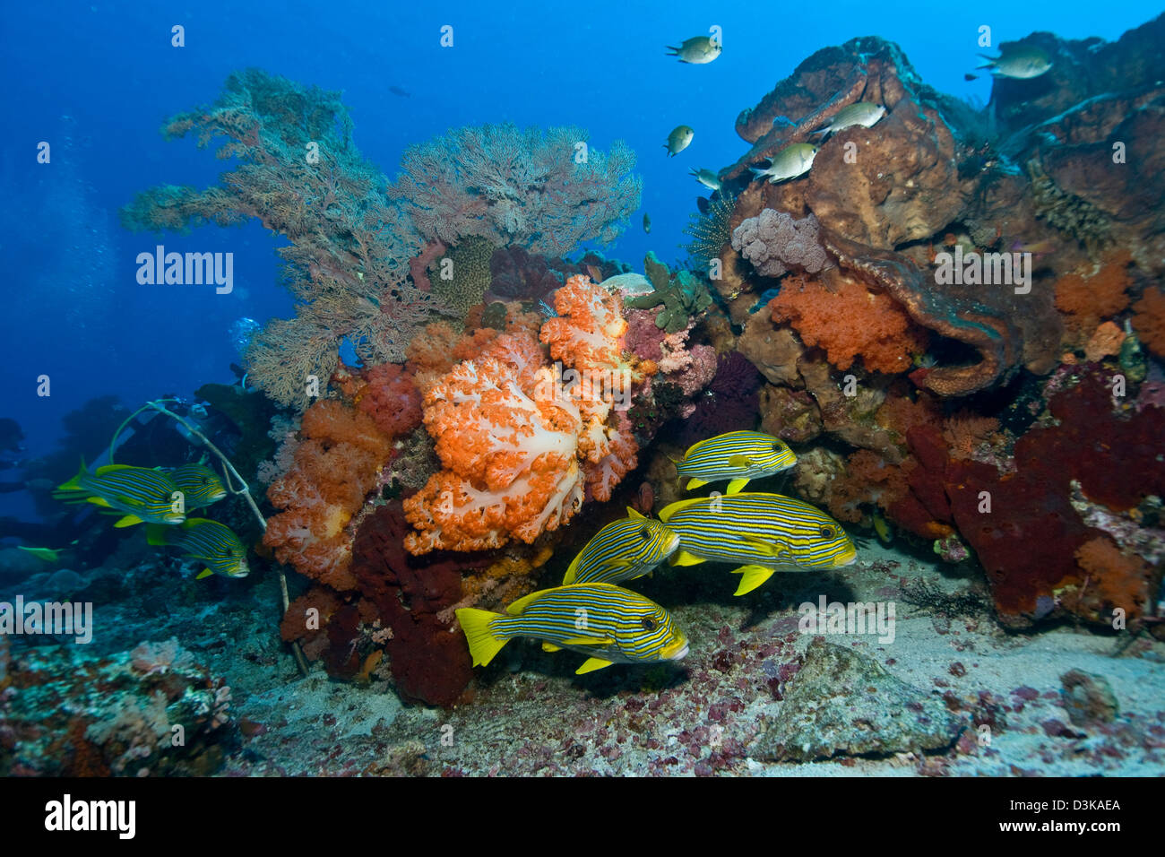 Orange soft coral, yellow gorgonian sea fan and yellow and blue striped sweeltip fish, Komodo, Indonesia. Stock Photo