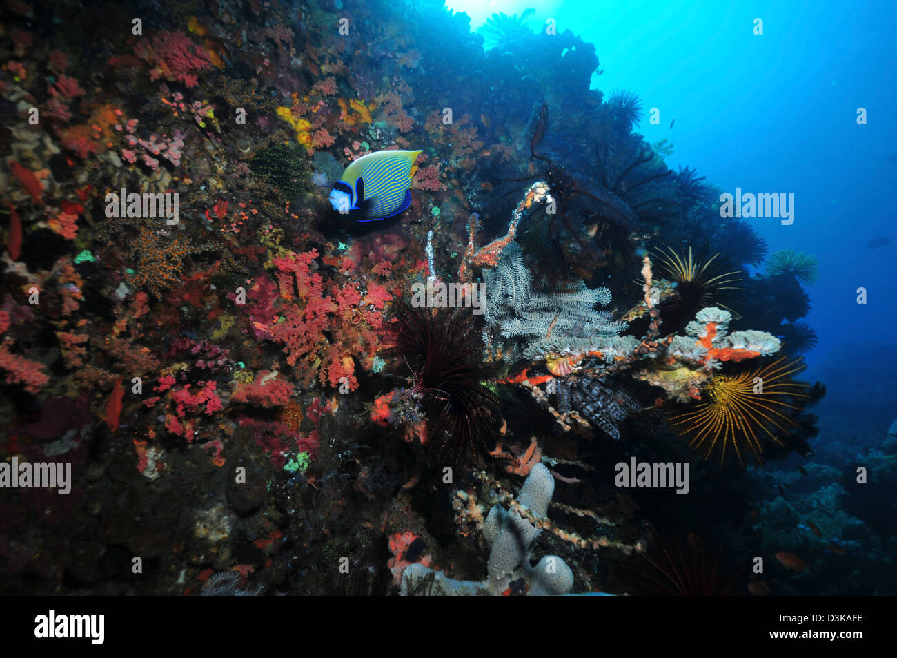 Colorful underwater wall with red soft coral, grey sponges and emperor angelfish, Komodo, Indonesia. Stock Photo