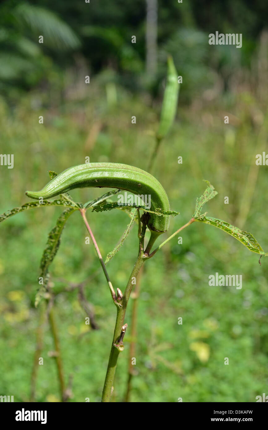 Seed pods of the Okra plant, also known as lady's fingers, bhindi or