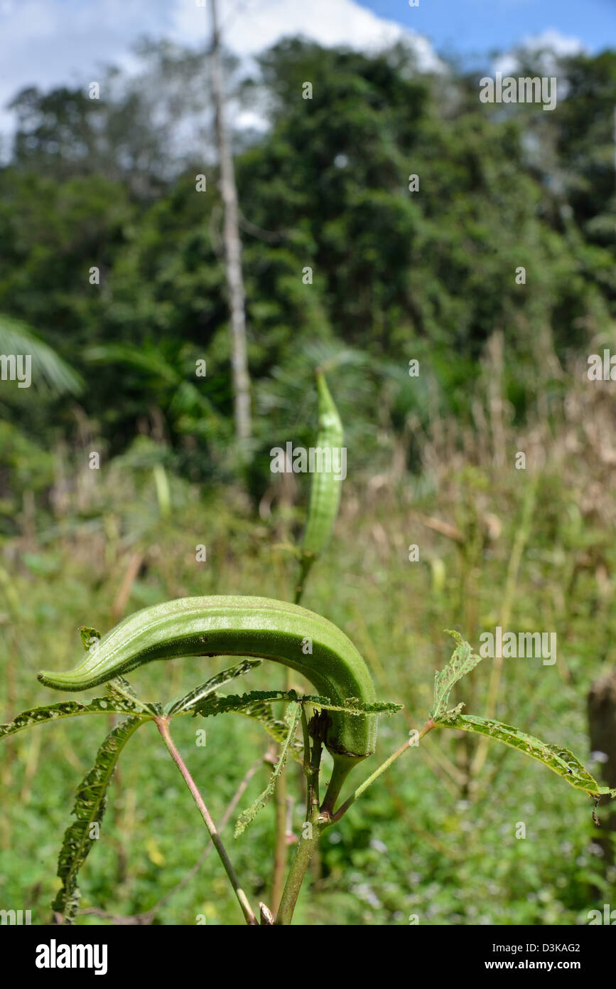 Seed pods of the Okra plant, also known as lady's fingers, bhindi or gumbo. Okra is a flowering