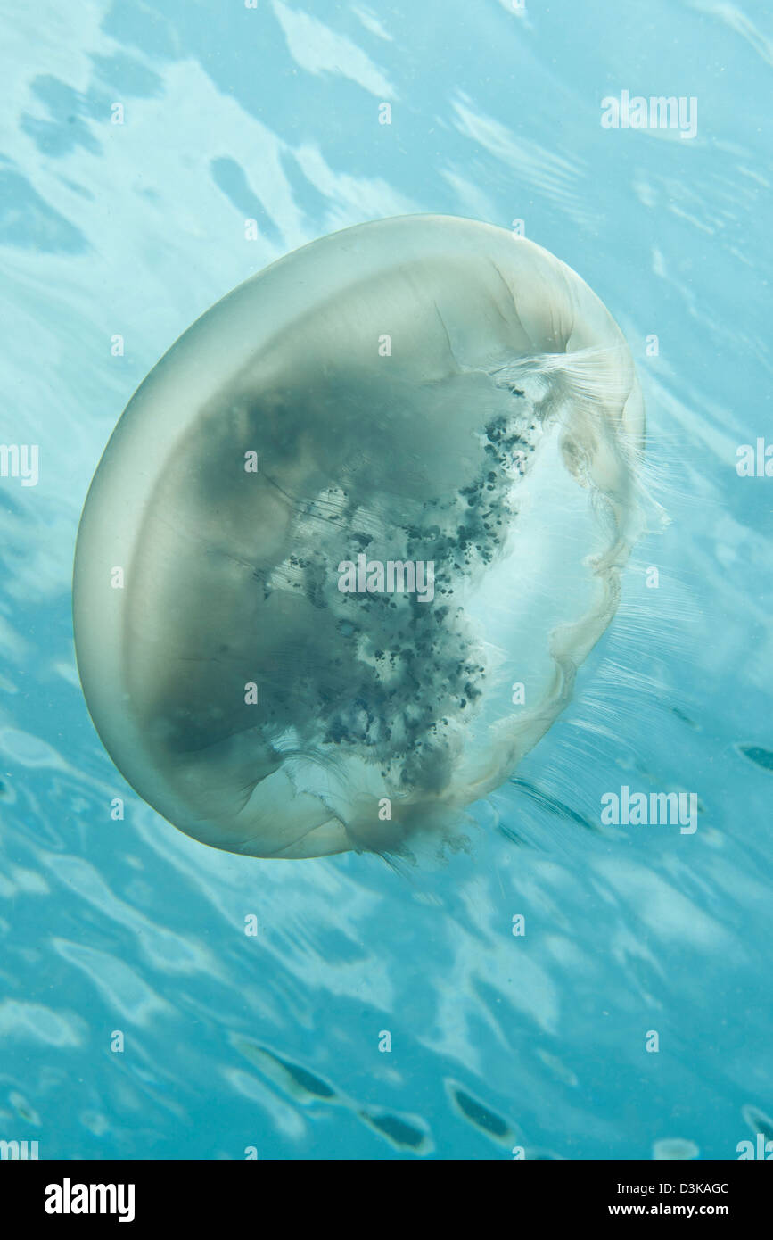 Transluscent grey white jellyish floating near the surface, Lembeh Strait, North Sulawesi, Indonesia. Stock Photo
