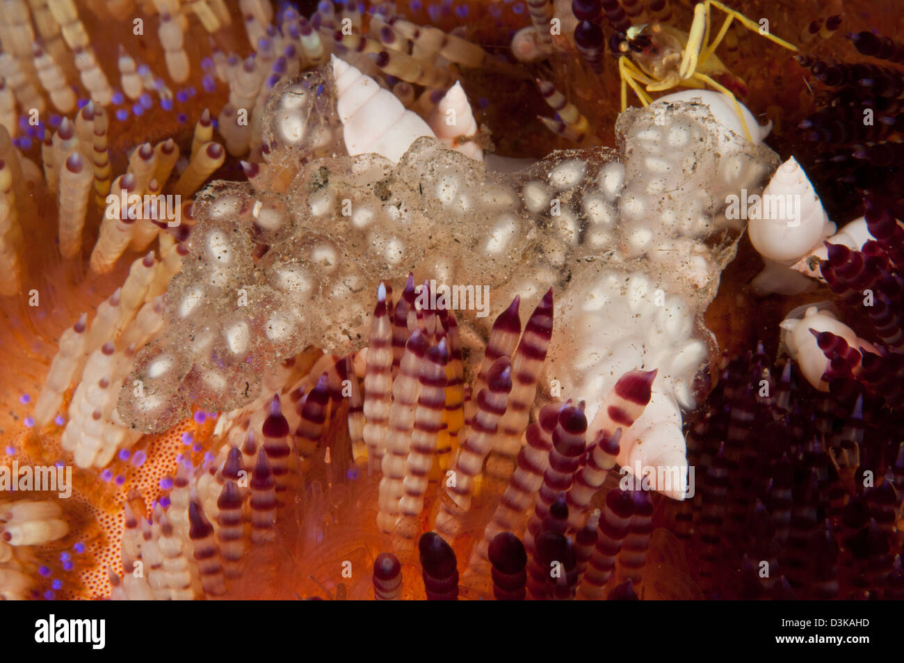 Several white sea snails laying eggs on top of a fire urchin, Lembeh Strait, North Sulawesi, Indonesia. Stock Photo