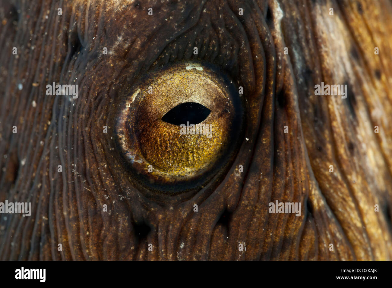 Detail of the eye of a snake eel, Lembeh Strait, North Sulawesi ...