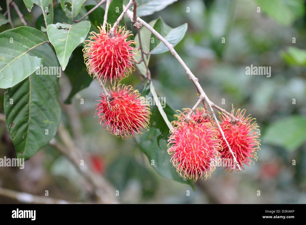 Rambutan, the fruit of the Nephelium lappaceum tree in the family Sapindaceae, on the tree Stock Photo