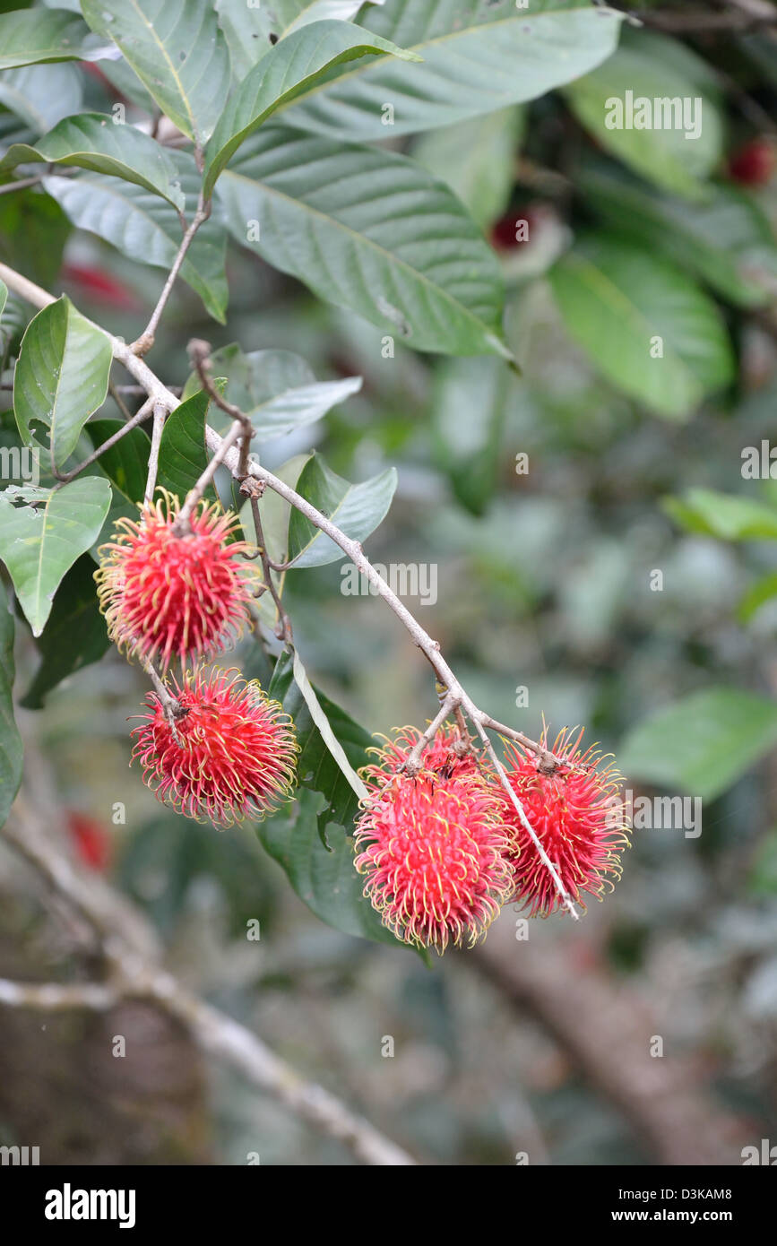 Rambutan, the fruit of the Nephelium lappaceum tree in the family Sapindaceae, on the tree Stock Photo