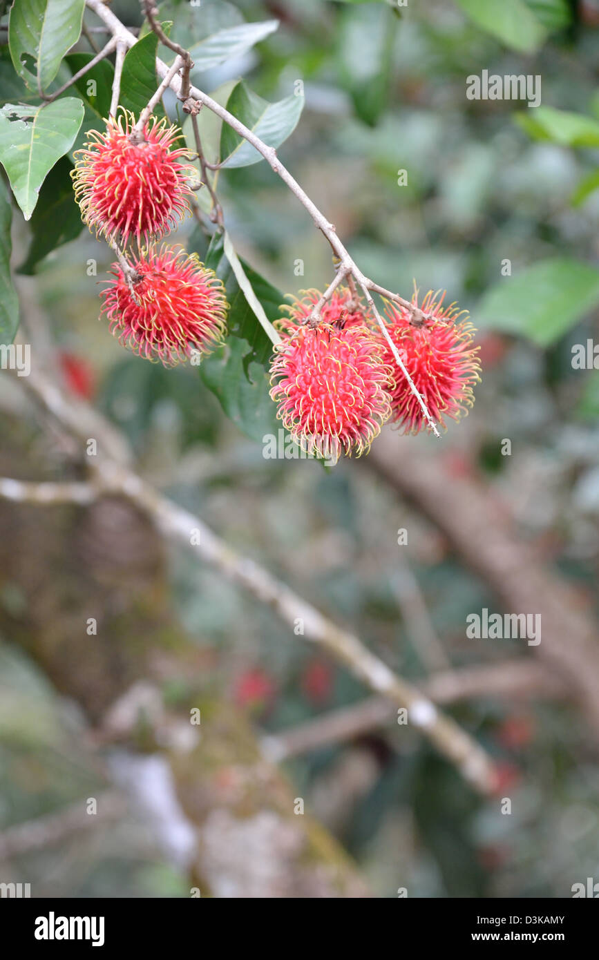Rambutan, the fruit of the Nephelium lappaceum tree in the family Sapindaceae, on the tree Stock Photo