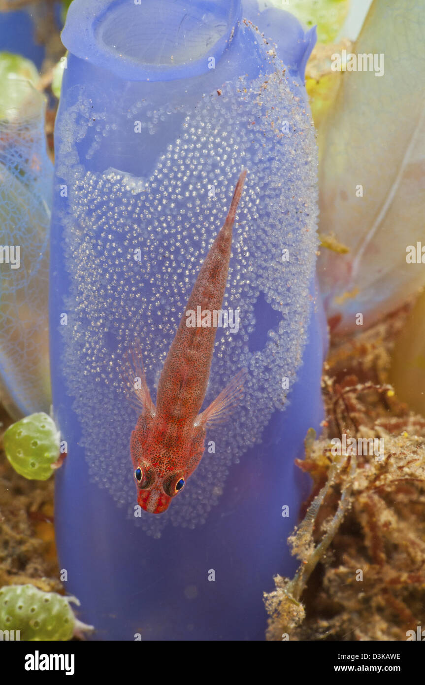 Red goby with a clutch of eggs on a blue tunicate, Bali, Indonesia. Stock Photo