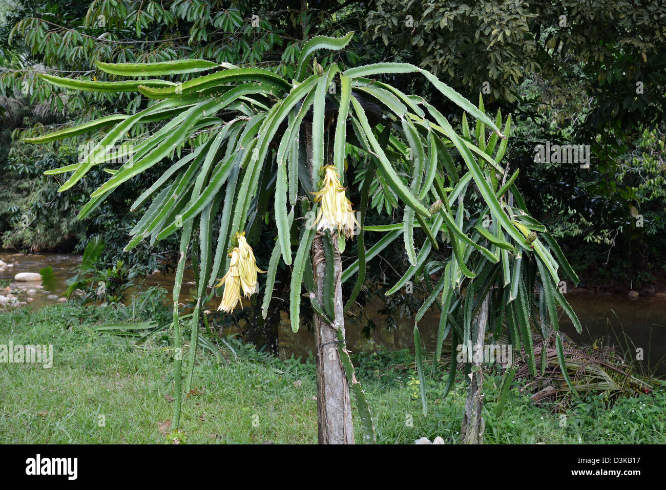 Dragon fruit cactus or pitahaya or  Hylocereus undatus with flowers and young fruit Stock Photo