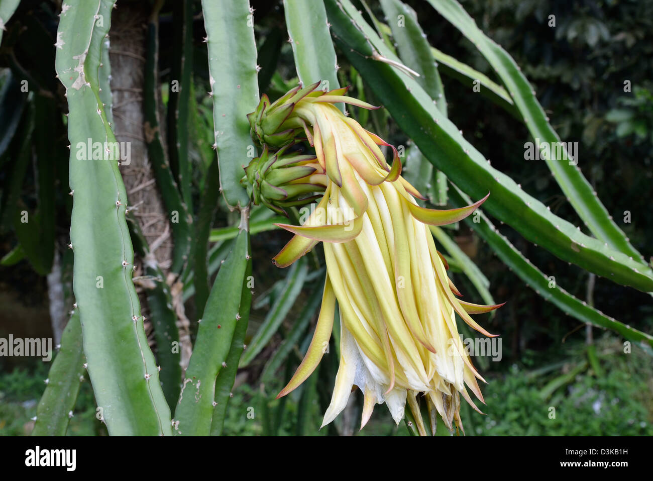 Close up of a Dragon fruit flower and young fruits also known as pitahaya or  Hylocereus undatus Stock Photo