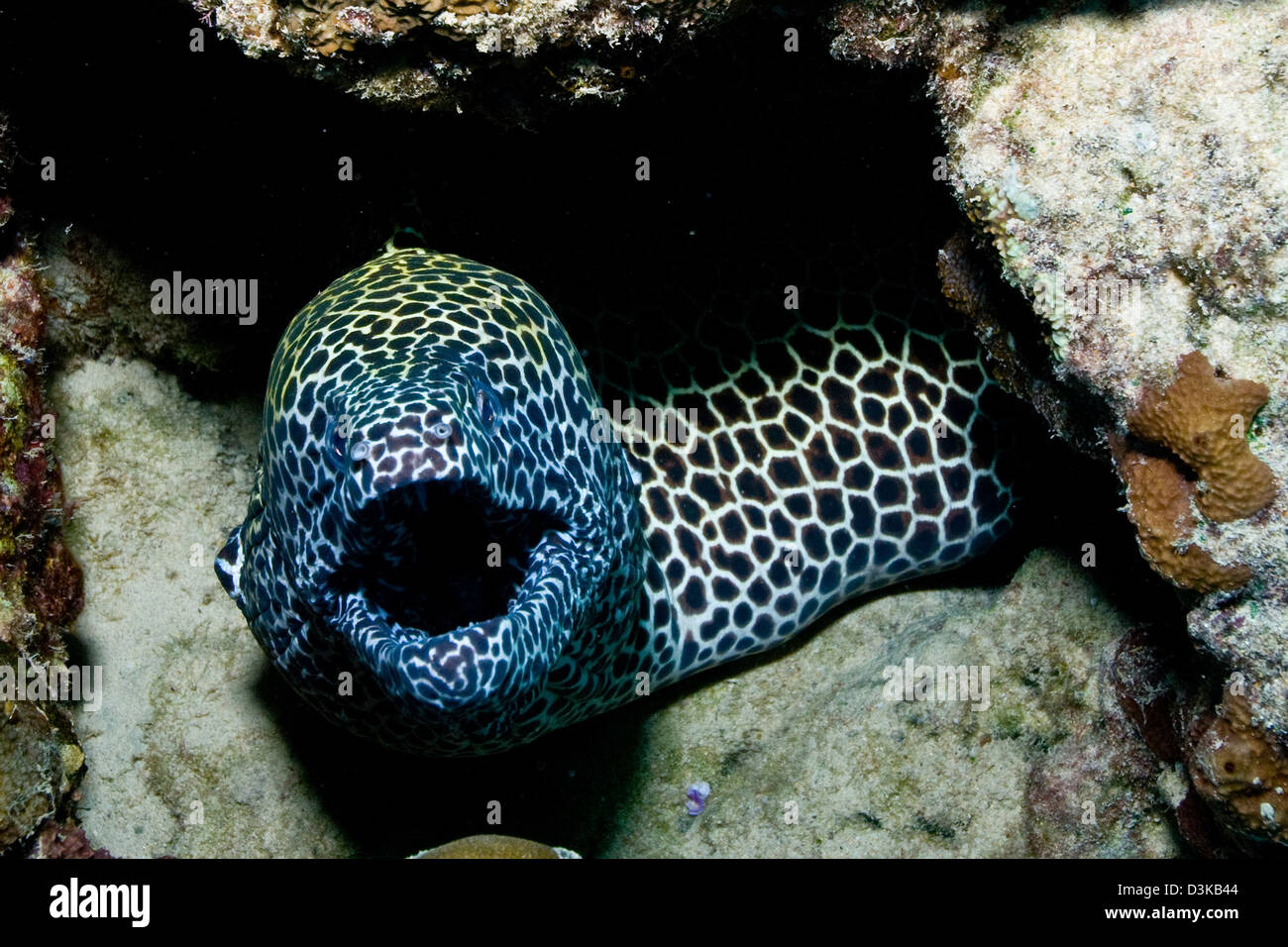 Black and white honeycomb moray eel, Australia. Stock Photo