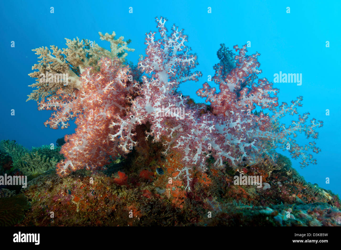 Fluffy brown, pink and red dendronephtya soft coral, Indonesia. Stock Photo