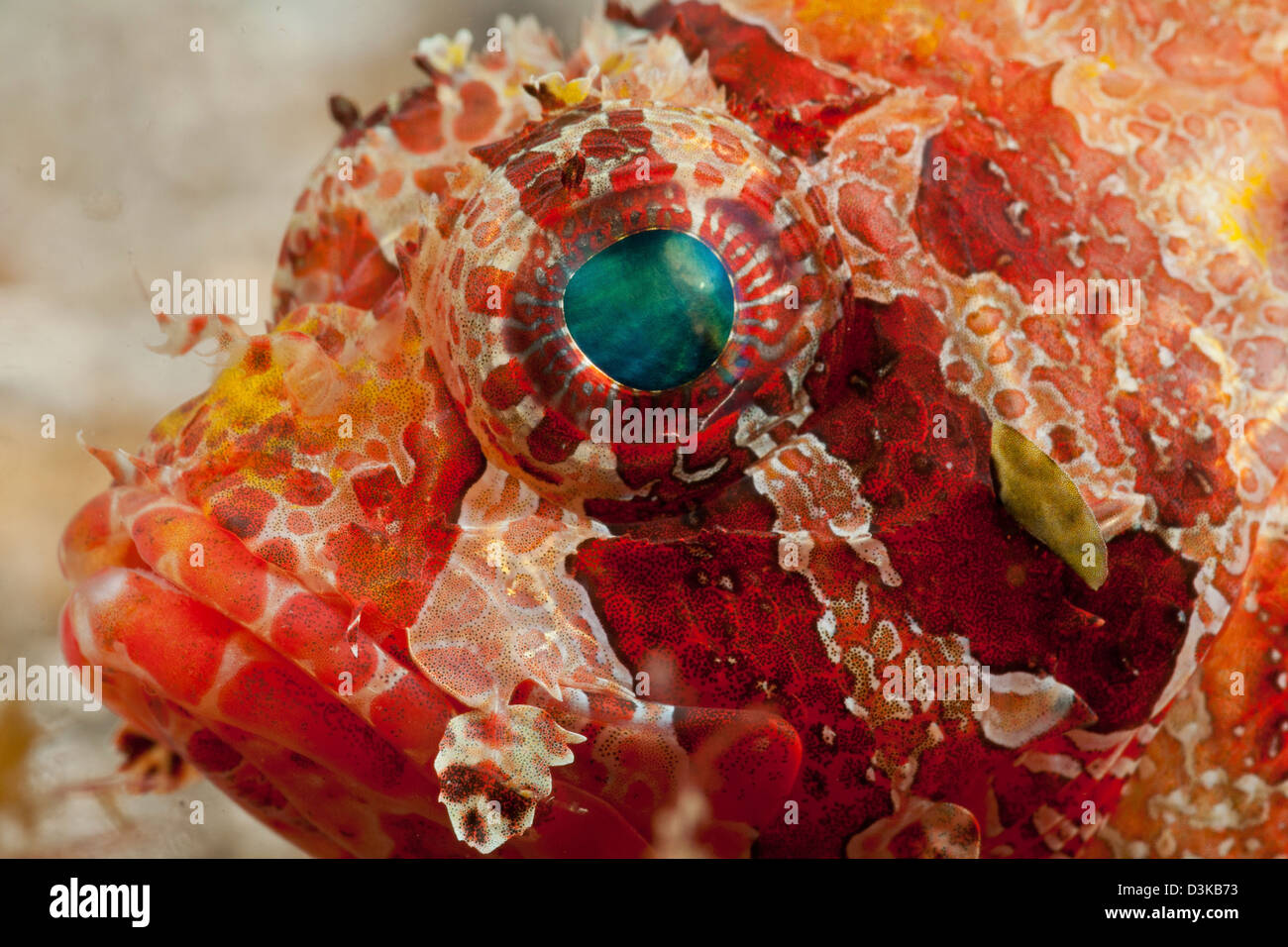 Head detail of a red dwarf lionfish (Dendrochirus brachypterus) with green eye, Lembeh Strait, North Sulawesi, Indonesia. Stock Photo
