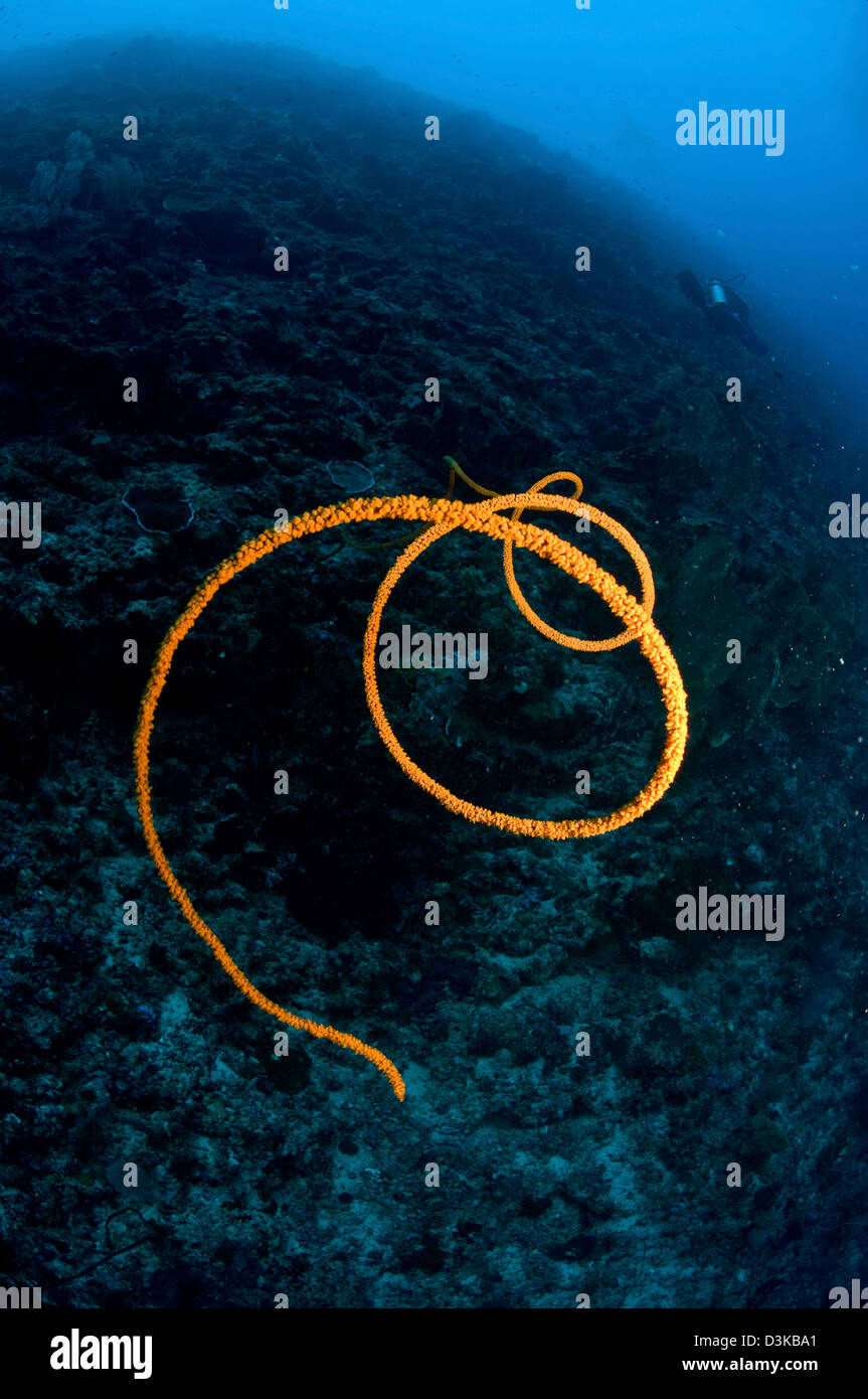 Spiralling orange sea whip, North Sulawesi, Indonesia. Stock Photo