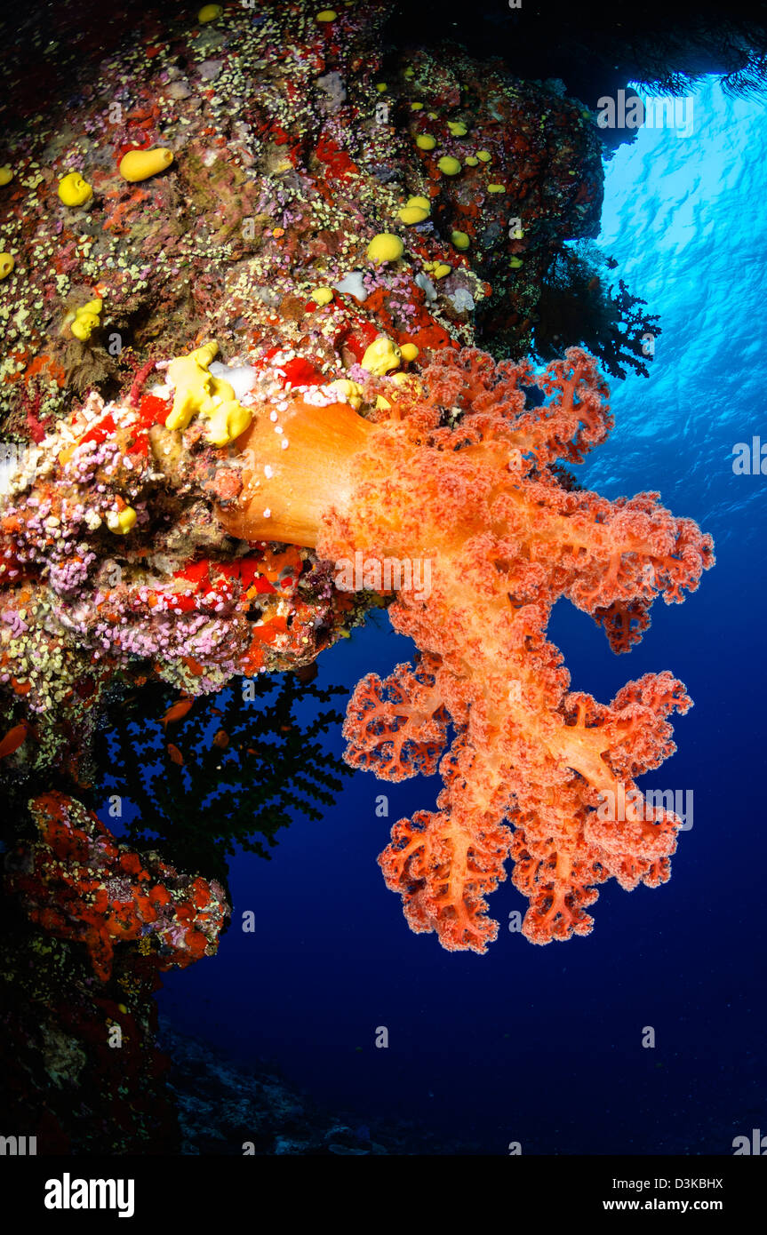 Soft coral seascape, Fiji. Stock Photo