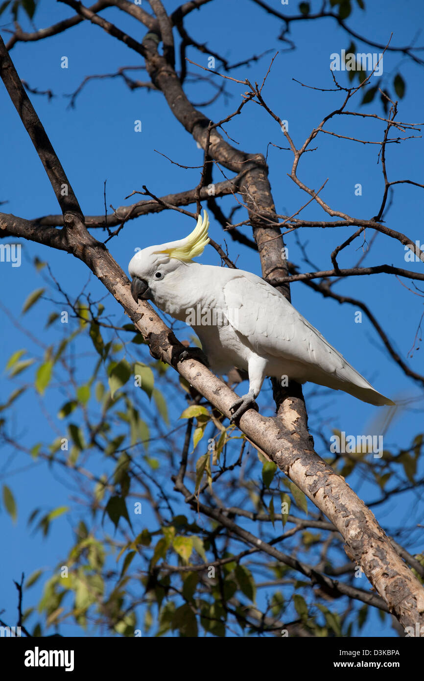 Sulphur Crested Cockatoo on the foreshore of Lake Burley Griffin