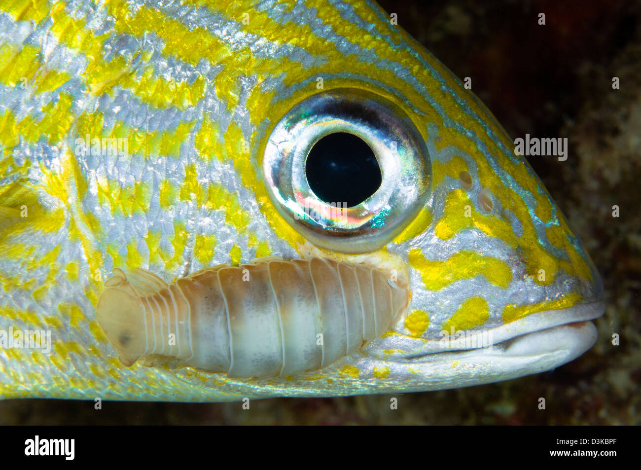 Parasitic Isopod on grunt fish, Belize. Stock Photo