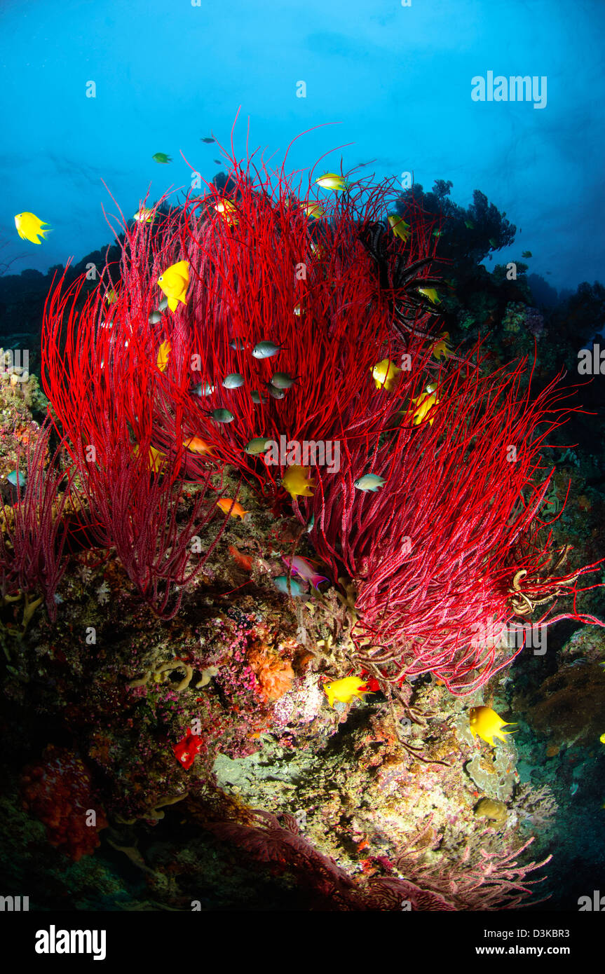Sea whips and soft coral, Fiji. Stock Photo