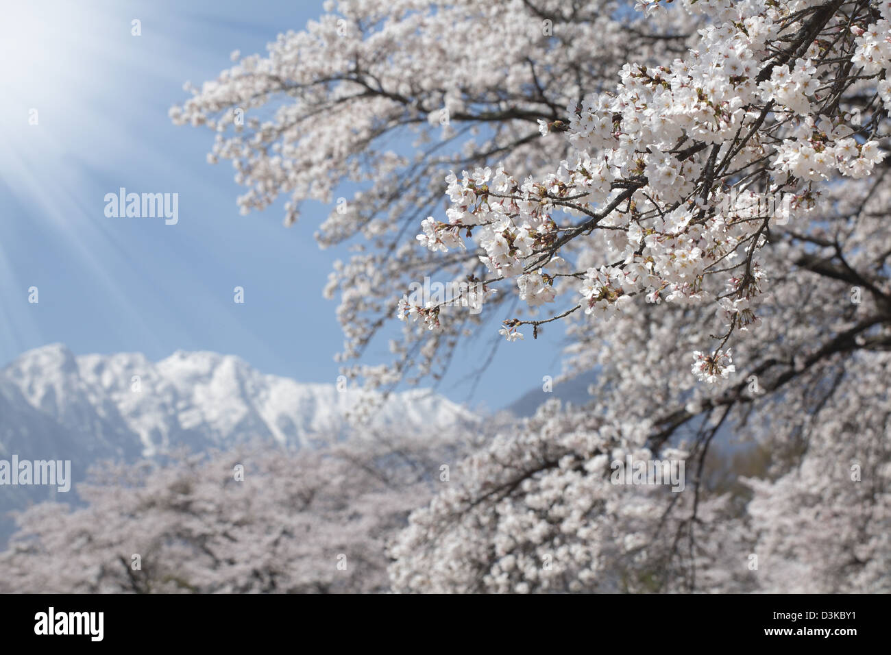 Row cherry blossom trees japan hi-res stock photography and images - Alamy