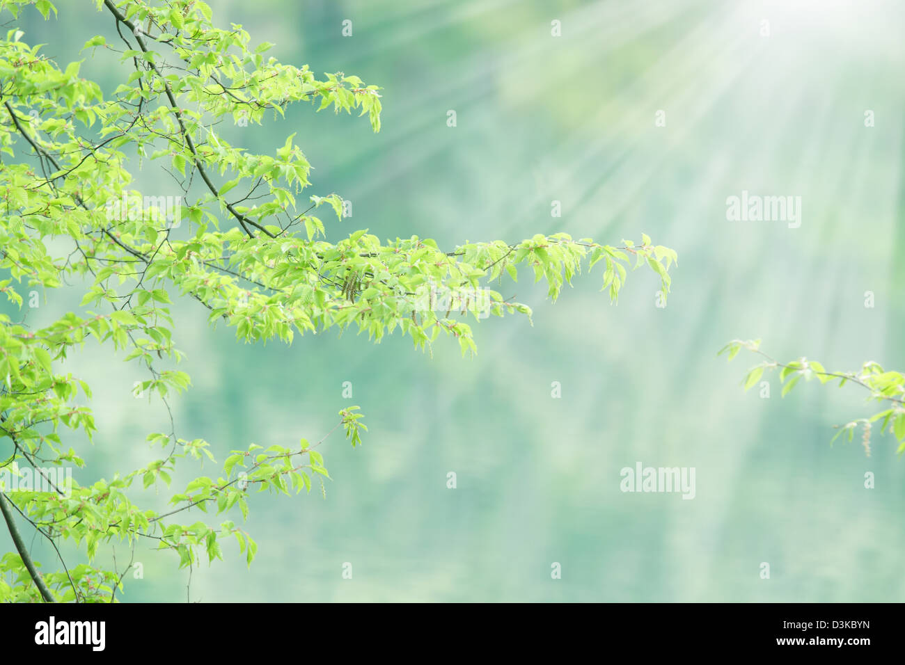 Sunlight and green leaves Stock Photo - Alamy
